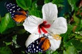 Two Heliconius hecate butterflies
