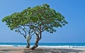 Two Heliotrope Trees on Tropical Beach Royalty Free Stock Photo