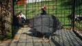 Iranian chicken or Helmeted guineafowl Royalty Free Stock Photo