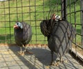 two Helmeted guineafowl birds