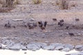 Two helmeted guineafowl fighting