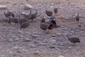 Two helmeted guineafowl fighting