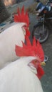 Two hen red hear beautiful india