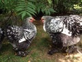 Two hens conversing Royalty Free Stock Photo