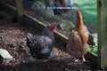 Two hens in a coop Royalty Free Stock Photo