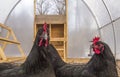 Two hens Royalty Free Stock Photo