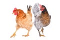 Two hens isolated Royalty Free Stock Photo