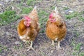 Two hens stand on the ground next to each other and look at each other