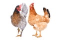 Two hens standing together Royalty Free Stock Photo