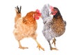 Two hens together Royalty Free Stock Photo