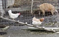 Two hens walking on a chicken ladder