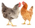 Two hens Royalty Free Stock Photo