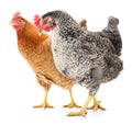 Two hens Royalty Free Stock Photo