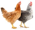 Two hens Royalty Free Stock Photo