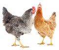Two hens Royalty Free Stock Photo