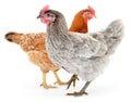 Two hens Royalty Free Stock Photo