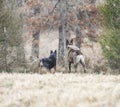 Two dogs outdoors looking over fence in the country Royalty Free Stock Photo