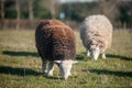 Two herdwick sheep grazing on the field