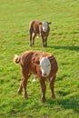 Two Hereford breed of brown cows grazing on sustainable farm in pasture field in countryside. Raising and breeding Royalty Free Stock Photo