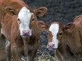 Two Hereford calves in barnyard Royalty Free Stock Photo