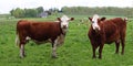 Two rust with white face cows in the pasture with other cows behind Royalty Free Stock Photo