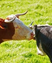 Two hereford cows together and licking each other on farm pasture. Hairy animals cleaning eyes against green grass on