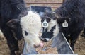 Two herford angus mixed yearlings eating out of a trough - one licking its nose Royalty Free Stock Photo