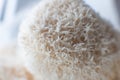 Two Hericium Mushrooms Also Known As Lion Mane Mushroom Overlapping