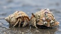 Two hermit crabs in beige and brown shells with purple spots on wet sandy beach Royalty Free Stock Photo