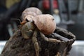 2 two hermit crabs found their way home at black Japanese snail shell