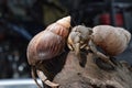 2 two hermit crabs found their way home at black Japanese snail shell
