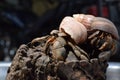 2 two hermit crabs found their way home at black Japanese snail shell