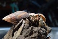 2 two hermit crabs found their way home at black Japanese snail shell