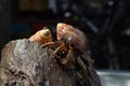 2 two hermit crabs found their way home at black Japanese snail shell