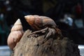 2 two hermit crabs found their way home at black Japanese snail shell