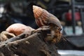 2 two hermit crabs found their way home at black Japanese snail shell