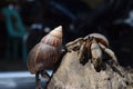 2 two hermit crabs found their way home at black Japanese snail shell