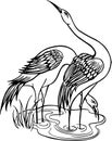 Two herons