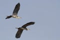 Two herons in flight