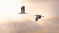 Two Herons in Flight at Sunset Royalty Free Stock Photo
