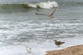 Two herring gulls on the beach, while another hovers in flight over the waves. Royalty Free Stock Photo