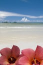 Two hibiscus on beach Royalty Free Stock Photo