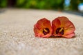 Two hibiscus flowers on the beach Royalty Free Stock Photo