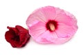 Two hibiscus flowers of red and pink color Royalty Free Stock Photo