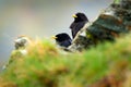 Two hidden Alpine Chough, Pyrrhocorax graculus, black bird sitting on the stone with lichen. animal in the mountain nature habitat Royalty Free Stock Photo