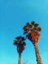 Palms and sky Royalty Free Stock Photo