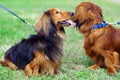 Two highbred german badger dogs