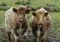 Two highland cattle calves in a field Royalty Free Stock Photo
