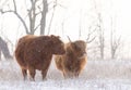 Highland cattle standing in a snowy field in winter in Canada Royalty Free Stock Photo