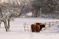 Two highland cattles in the snow, one looks into the camera.